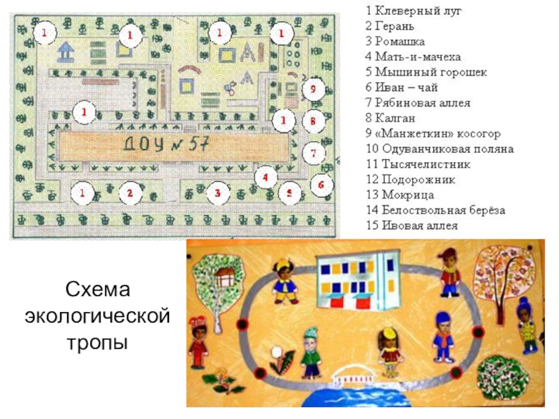 Экологическая тропа в детском саду схема с обозначениями