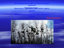Презентация исследовательской работы Ведьмины метла