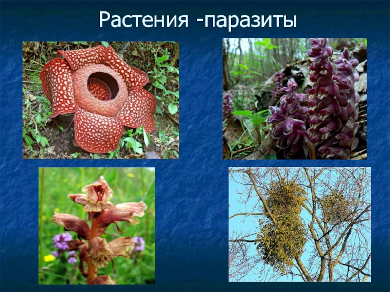 Распределите предложенные растения по группам растения паразиты. Повилика заразиха раффлезия. Повилика и заразиха растения паразиты. Повилика заразиха омела. Паразитизм растений.