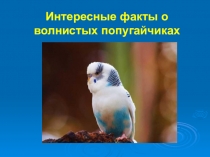 Дополнительный материал к уроку окружающего мира по теме Домашние животные