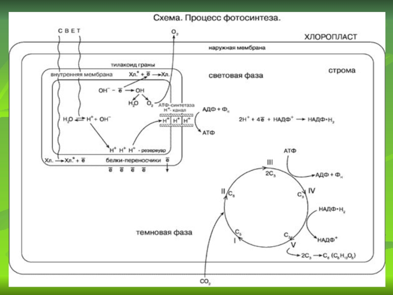 Фотосинтез схема егэ по биологии