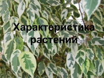 Презентация к уроку Внешнее строение листа по теме Характеристика растений