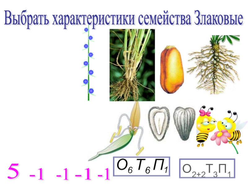 Презентация по биологии 6 класс семейство злаковые