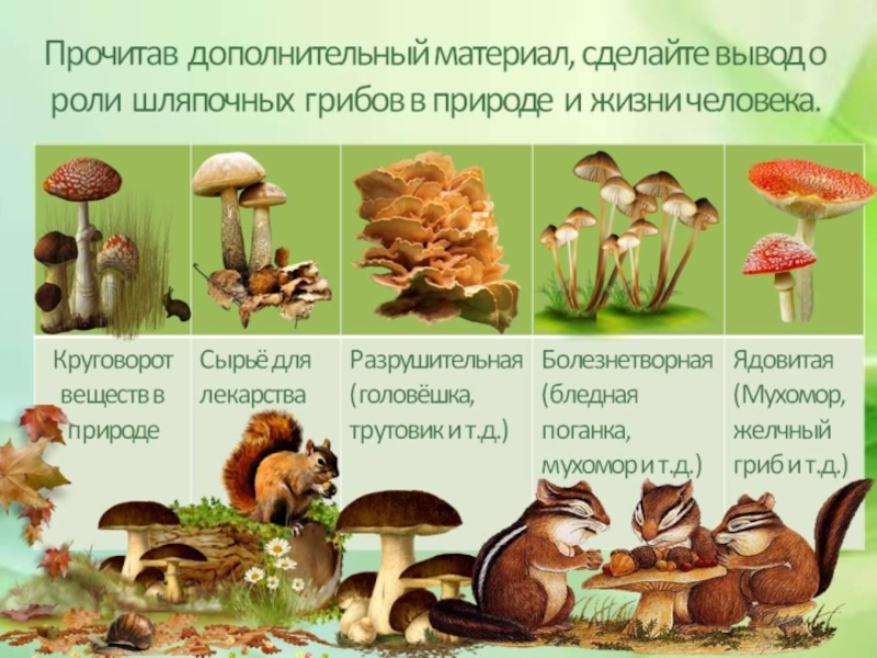 Сколько классов грибов. Шляпочные грибы 5 класс биология. Грибы 5 класс биология презентация. Грибы по биологии 5 класс. Шляпочные грибы презентация.