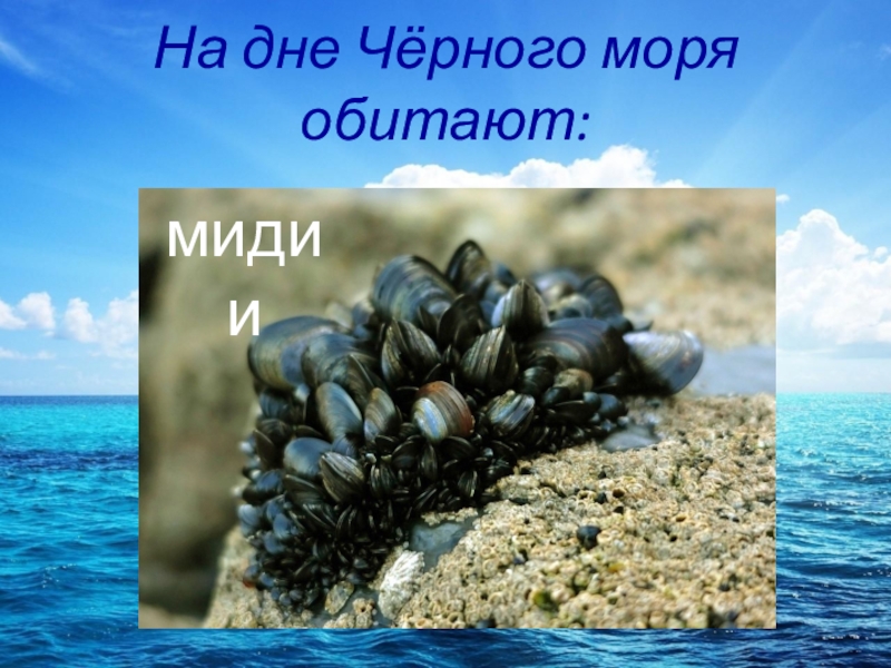 Черное море презентация