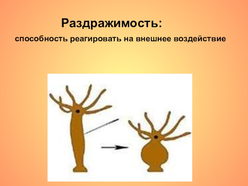 Раздражимость картинки для презентации