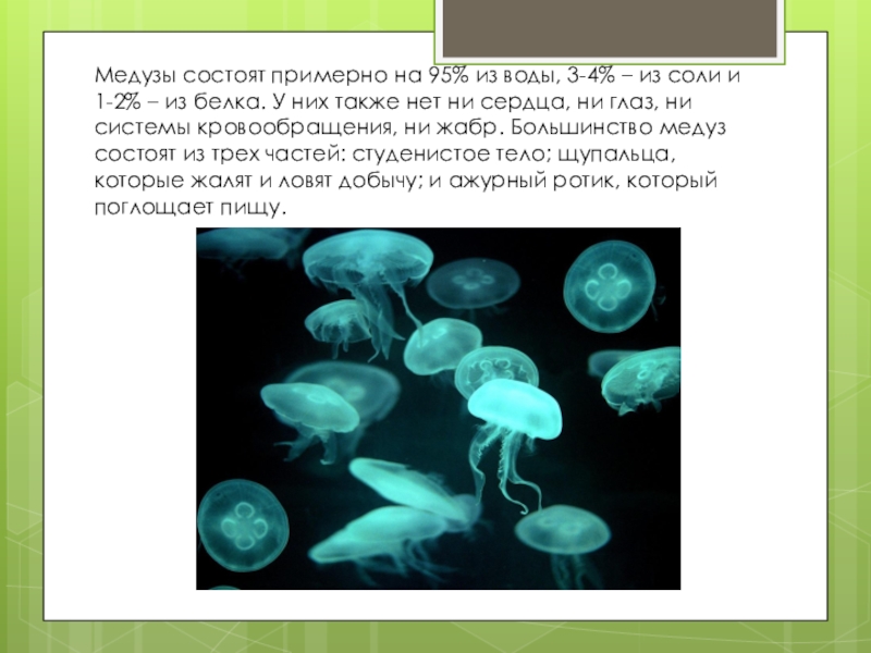 95 процентов воды. Медузы состоят из жидкостей. - Медуза на 95% состоят из воды.. Тело медузы на 50 состоит из воды. Медуза из соли.