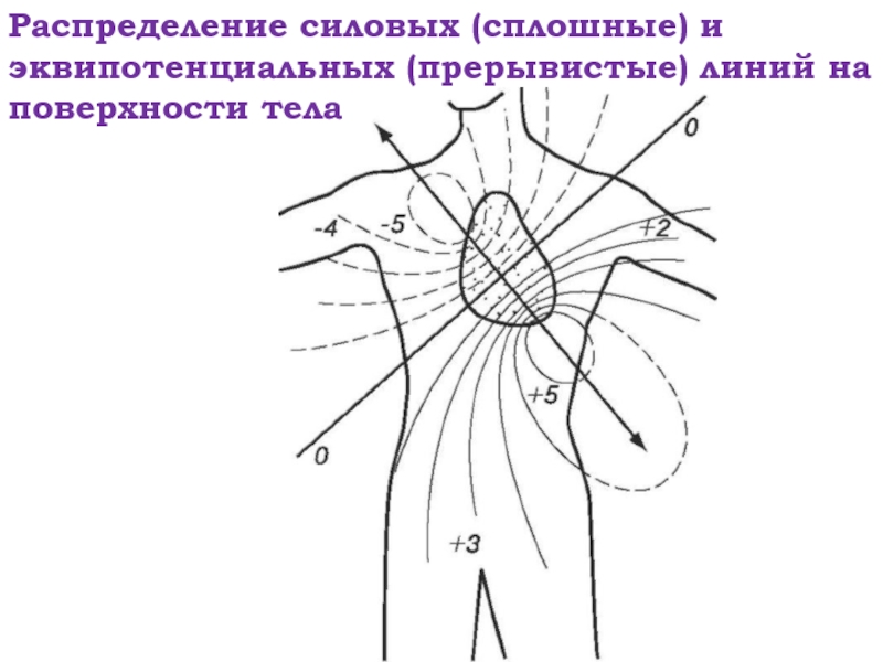 Физические основы электрокардиографии презентация