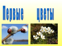 Презентация по развитию речи в детском саду на тему: Первые цветы