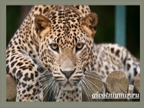 Леопарды
