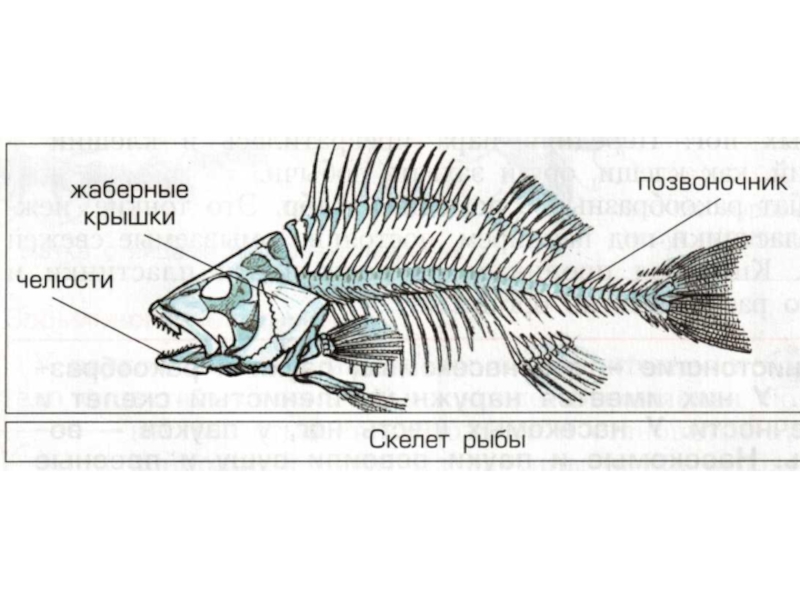 1 из каких отделов состоит скелет рыбы