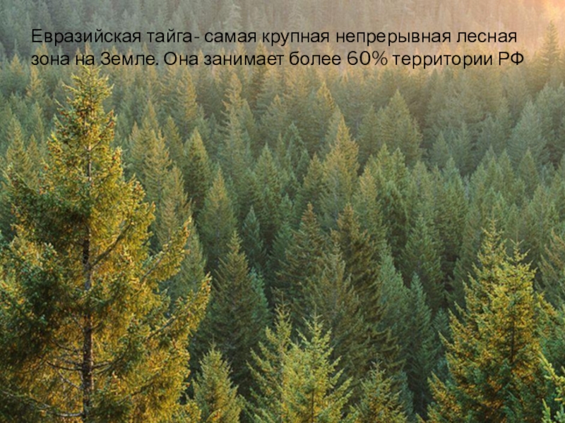 Доклад: Промышленное освоение лесных ресурсов тайги