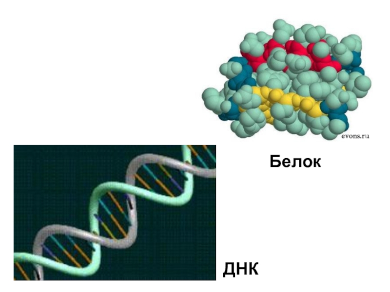 Синтез белка презентация 10 класс биология