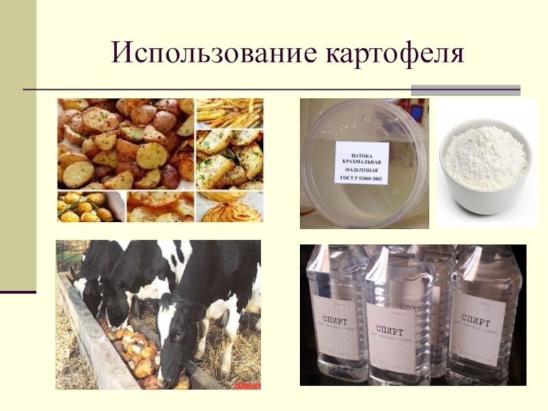 Способы применения картофеля. Использование картофеля человеком. Картофель сфера использования. Где используется картошка.