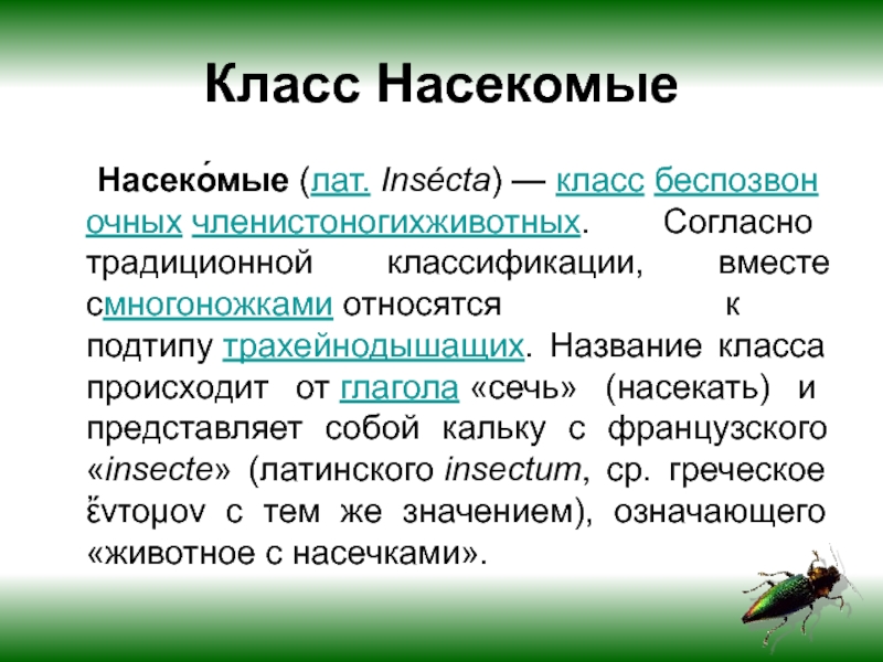 Систематика насекомых схема