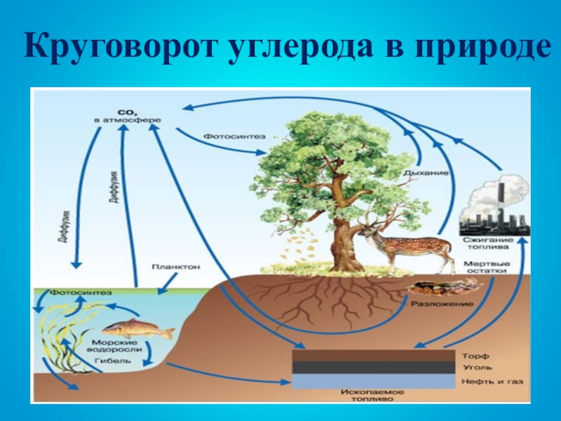 Презентация по теме круговорот углерода