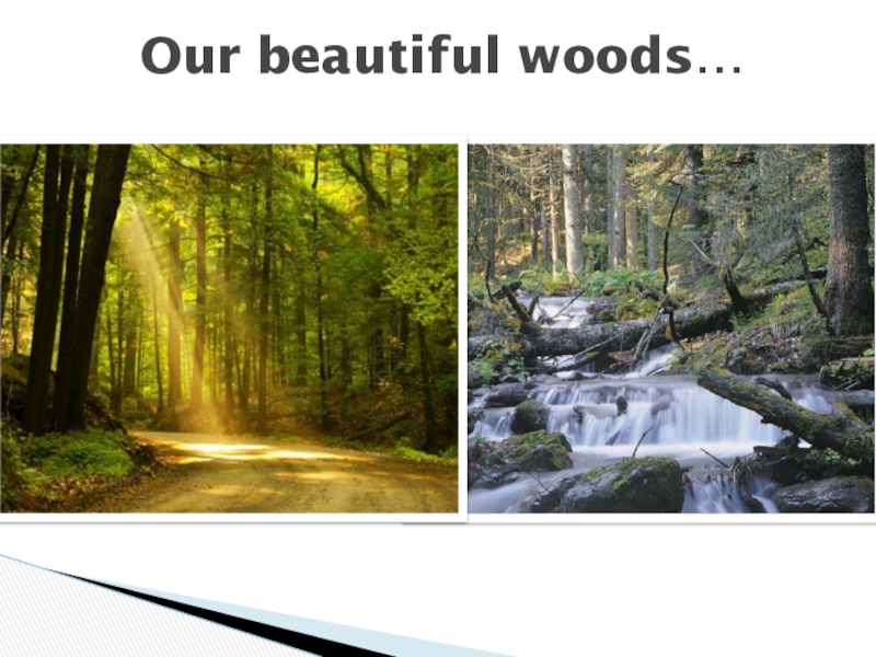 Our beautiful woods…