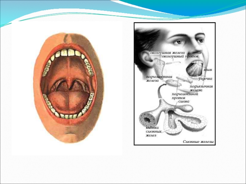 Презентация по биологии 8 класс пищеварение в ротовой полости