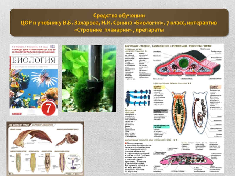 Жизненный цикл планарии белой схема