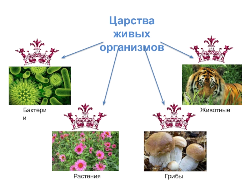 Царство живой природы презентация