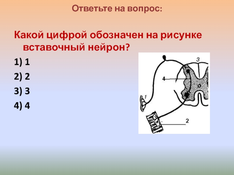 Буквой б на рисунке обозначен вставочный нейрон чувствительный нейрон