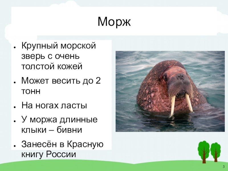 Морж занесен в красную книгу