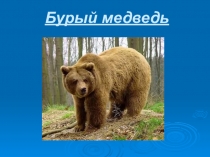 Презентация по окружающему миру 1 класс Бурый медведь