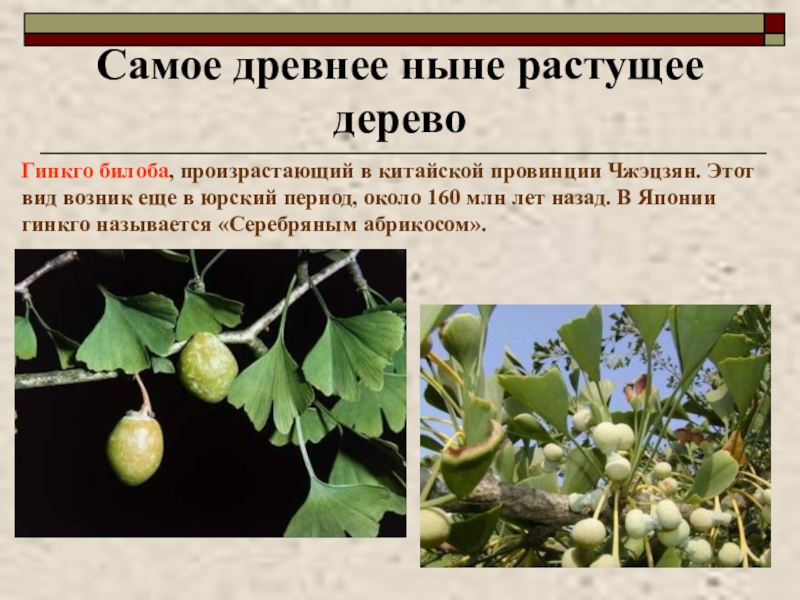 Гинкго дерево описание. Гинкго двулопастный дерево описание. Гинкго билоба двулопастный описание. Гинкго двулопастный ареал. Гинкго двулопастный соцветие.