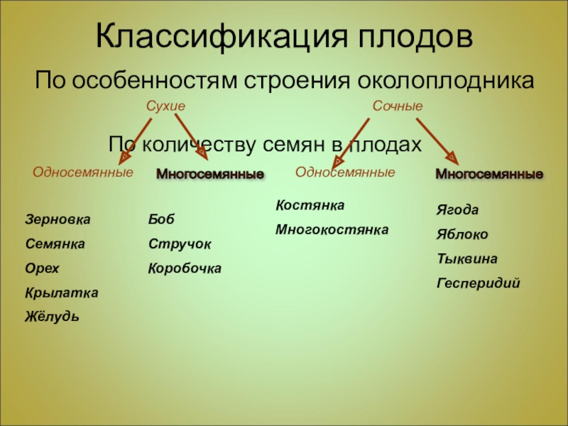 Классификация плодов схема 6 класс по биологии