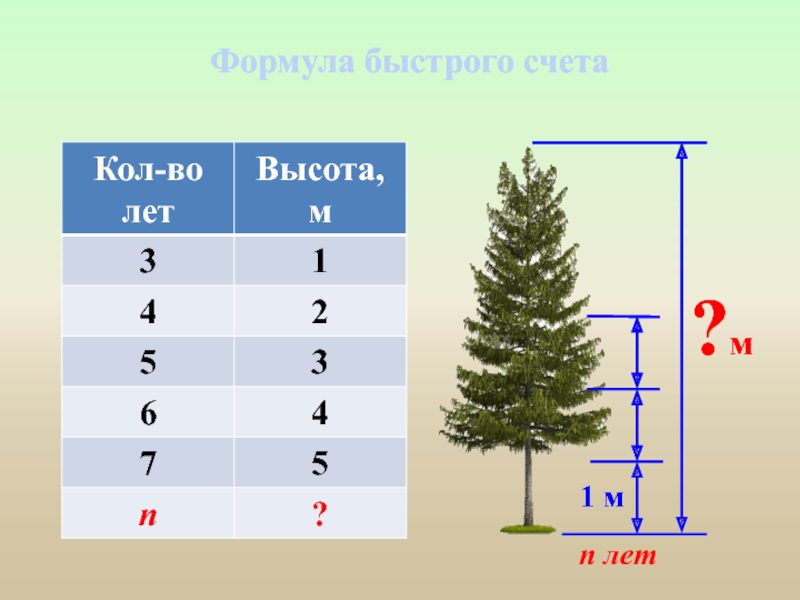 На рисунке изображены сосна и ель высота сосны равна 20 м какова примерная