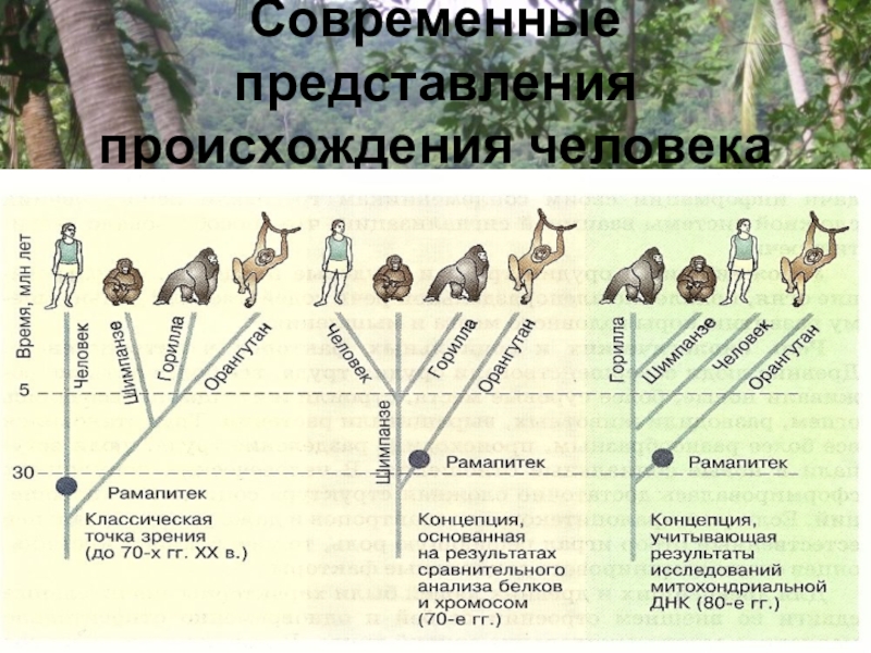 Современные представления о возникновении жизни 11 класс. Современные представления о происхождении человека. Развитие представлений о происхождении человека. Современные представления о возникновении человека кратко. Представление о происхождении человека кратко.