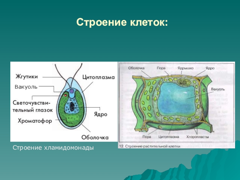 2 4 строение клеток