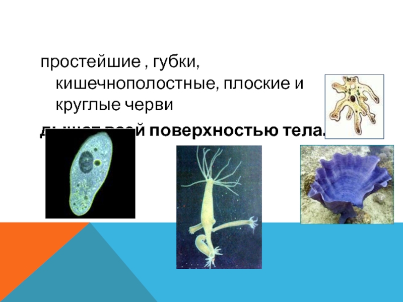 Одноклеточные кишечнополостные черви. Одноклеточные кишечнополостные. Дыхательная система кольчатых червей таблица. Эволюция пищеварительной системы у червей. Плоские круглые и кольчатые черви.