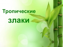 Презентация по биологии на тему Тропические злаки. Бамбук (6 класс)