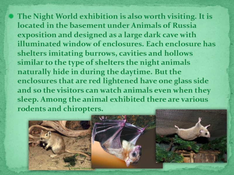 The Night World exhibition is also worth visiting. It is located in the basement under Animals of