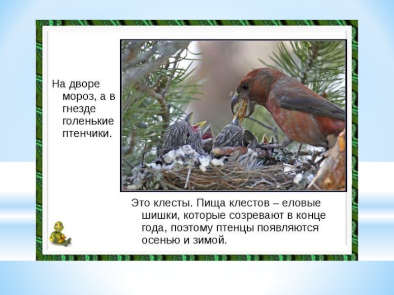 Выводит птенцов. Клёст высиживает птенцов. Гнездо Клестов зимой. Птица выводящая птенцов зимой. Птенец клеста.