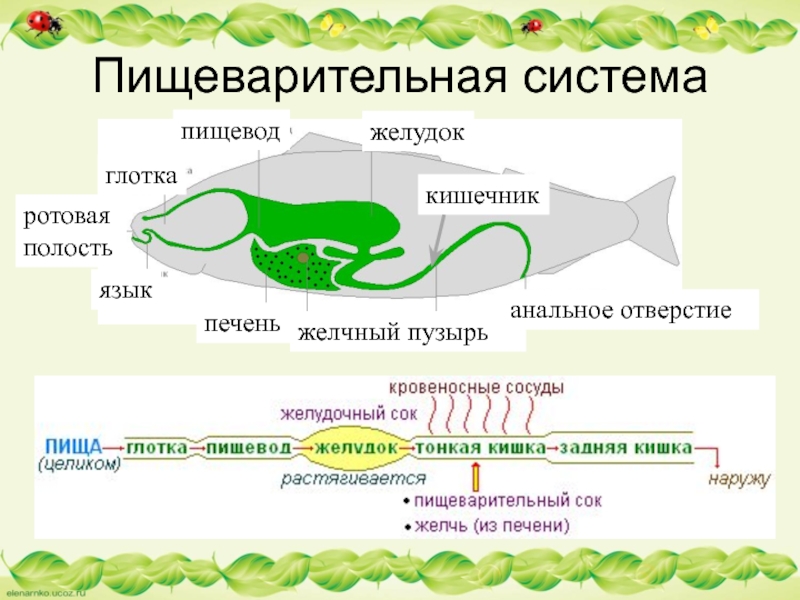 Пищеварительная системажелудокпищеводглоткаротовая полостьязыкпеченьжелчный пузырькишечниканальное отверстие