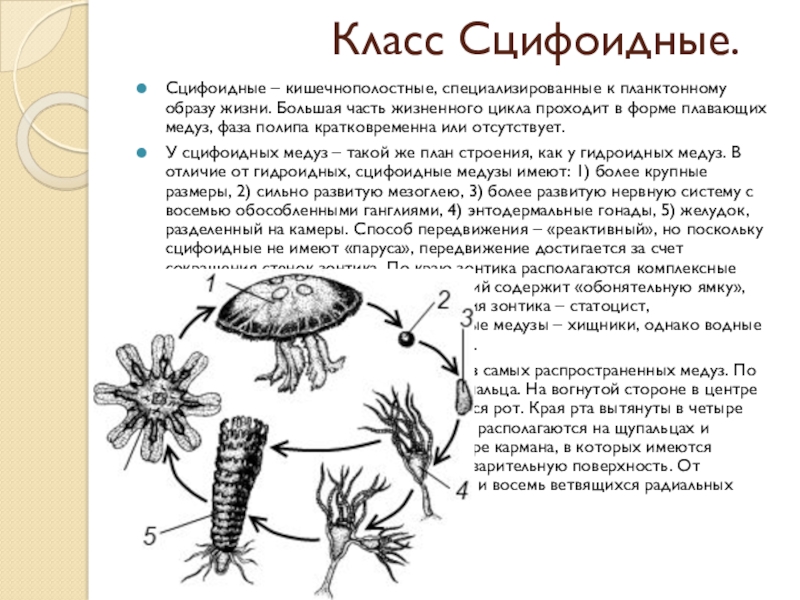 Биология 7 класс образ жизни. Сцифоидные Кишечнополостные особенности строения. Характеристика класса Сцифоидные. Класс Сцифоидные жизненный цикл. Жизненный цикл сцифоидных медуз.