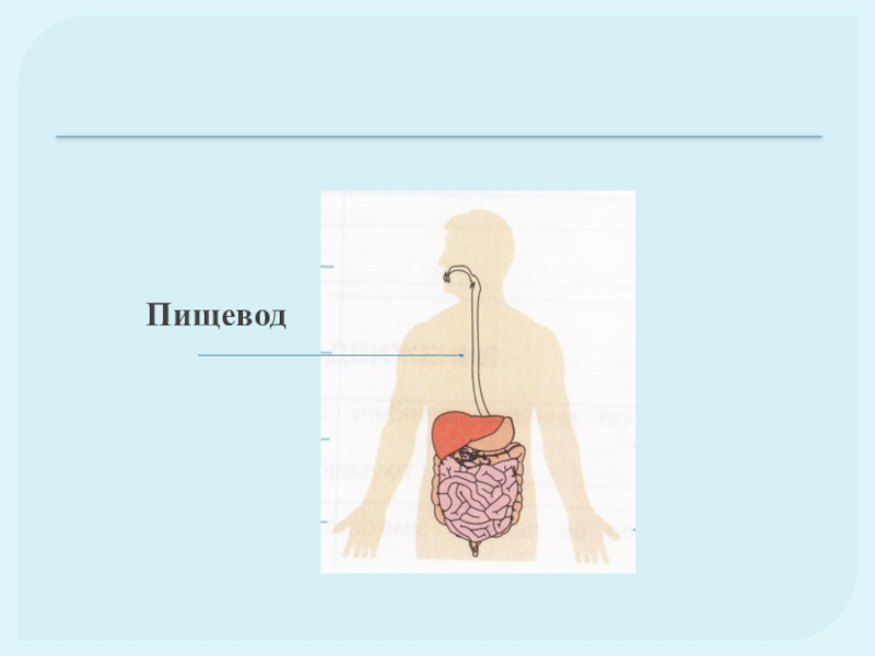 Организм человека 3 класс презентация. Что такое пищевод у человека 3 класс. Наше питание пищеварительная система. Что такое пищевод 3 класс окружающий мир. Наше питание пищеварительная система 3 класс.