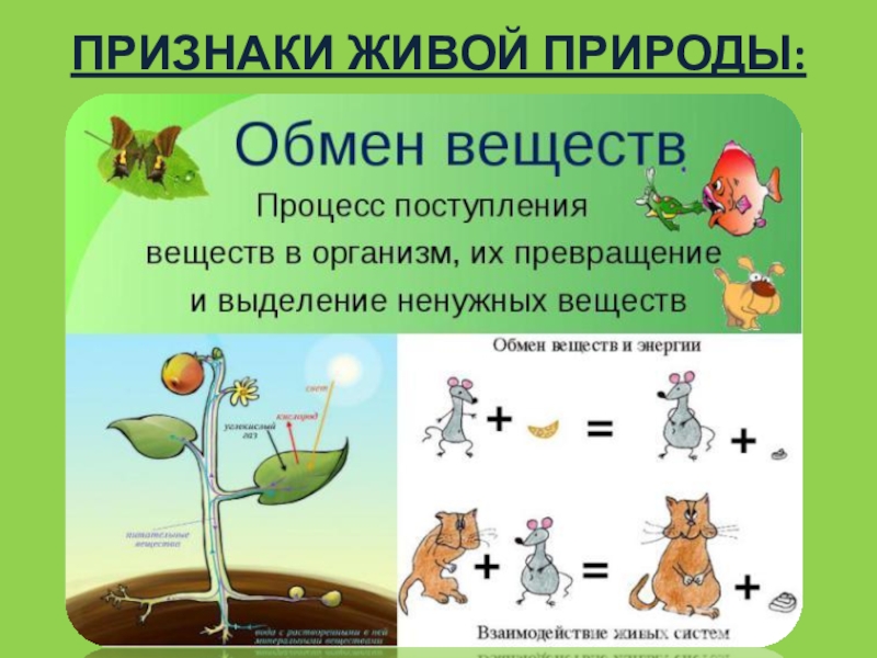 Признаки живого 5 класс презентация