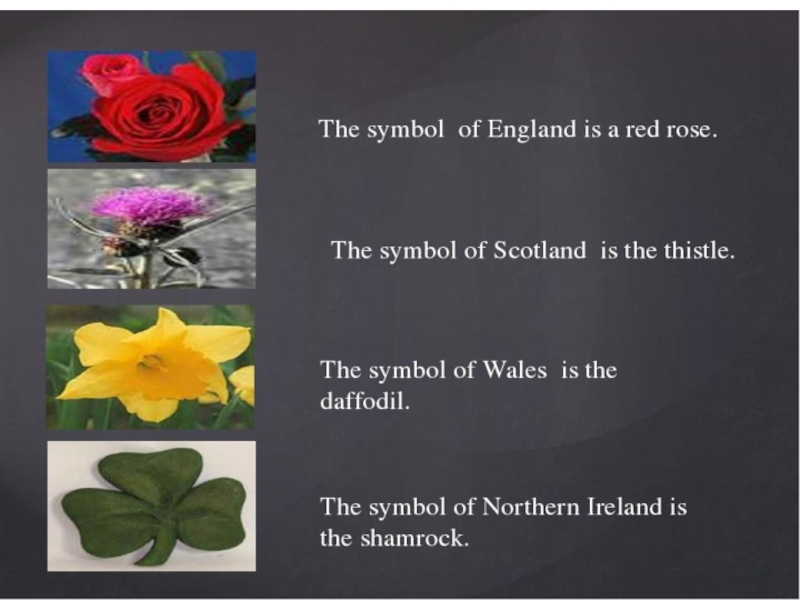 What is the symbol of england. Flower symbols of great Britain. The symbol of England is. National symbols of the uk. What are the National symbols of the uk?.