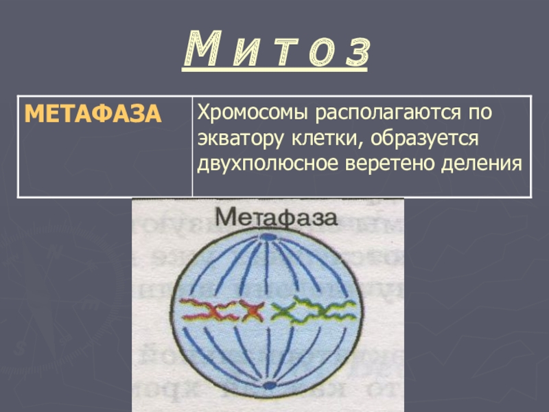 Экватор клетки. Хромосомы располагаются по экватору клетки. Хромосомы располагаются на экваторе клетки в. Расположение гомологических хромосом по экватору клетки. В метафазе митоза хромосомы располагаются по экватору.