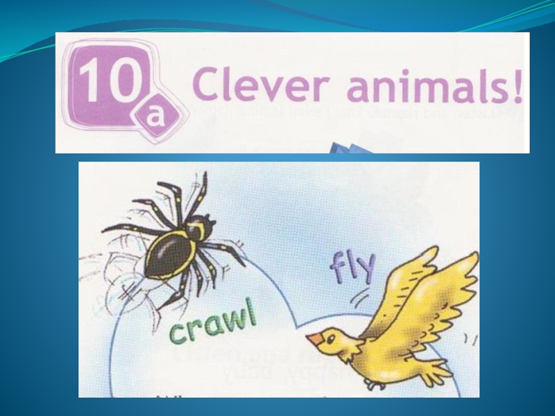Презентация Презентация к уроку Clever animals! стр. 80-81