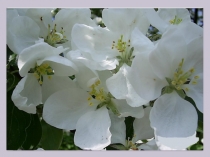 Презентация по биологии на тему: Повторение темы селекция