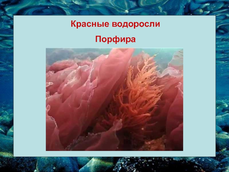 Порфира водоросль. Красные водоросли порфира. Что такое порфира в биологии. Морские водоросли рода порфира. Водоросли 3 класс порфира.