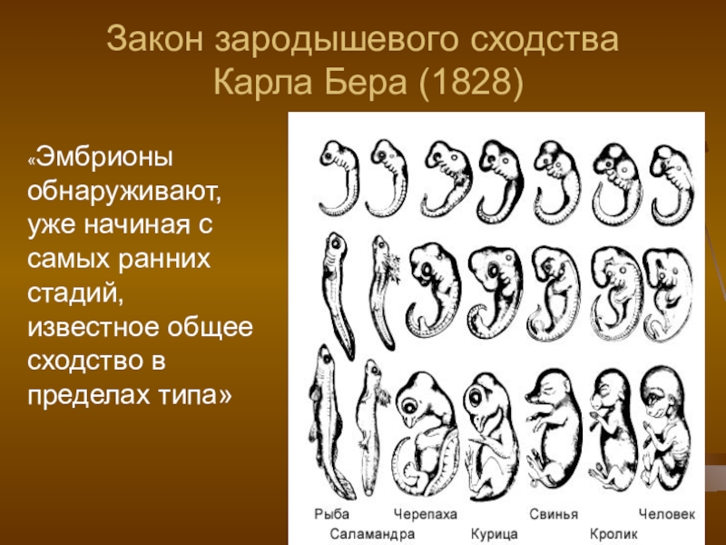 Стадии развития эмбрионов позвоночных. Закон зародышевого сходства эмбрионов. Закон зародышевого сходства Бэра рисунок. Эмбриологические доказательства эволюции Дарвина.
