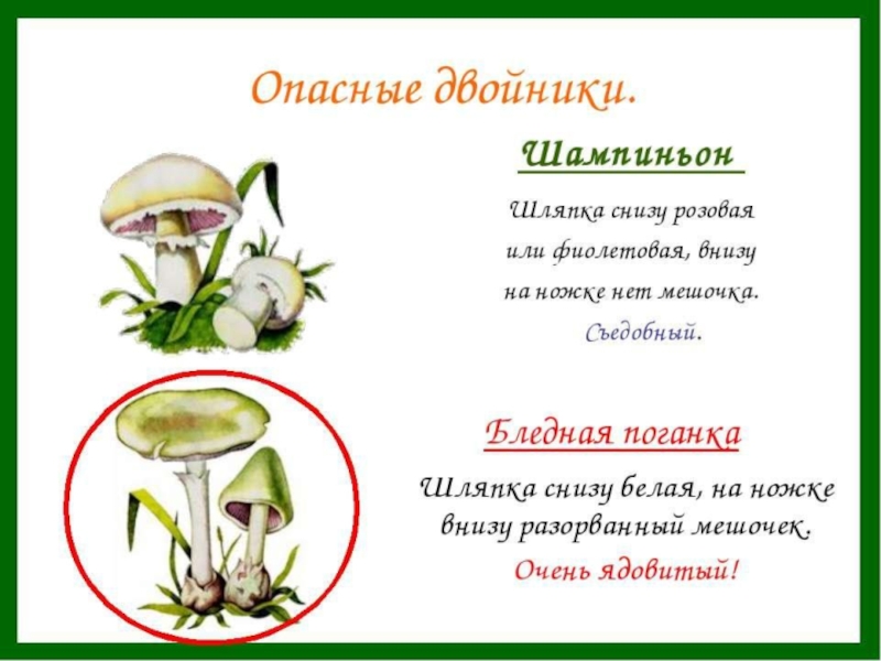 Грибы 3 класс окружающий. Бледная поганка шляпка снизу. Шампиньон шляпка снизу. Опасный двойник шампиньона окружающий мир 3 класс. Ядовитые двойники растений.