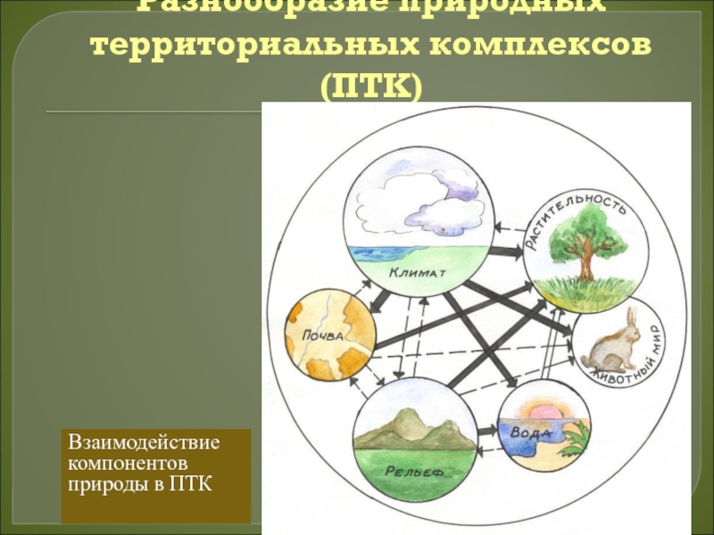 Разнообразие природных территориальных комплексов (ПТК)Взаимодействиекомпонентовприроды в ПТК