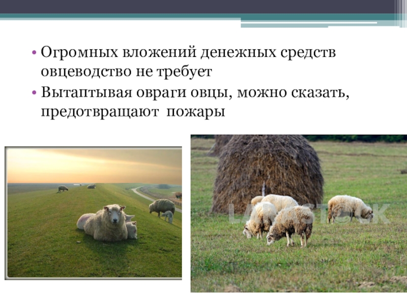 Овцеводство отрасль специализации