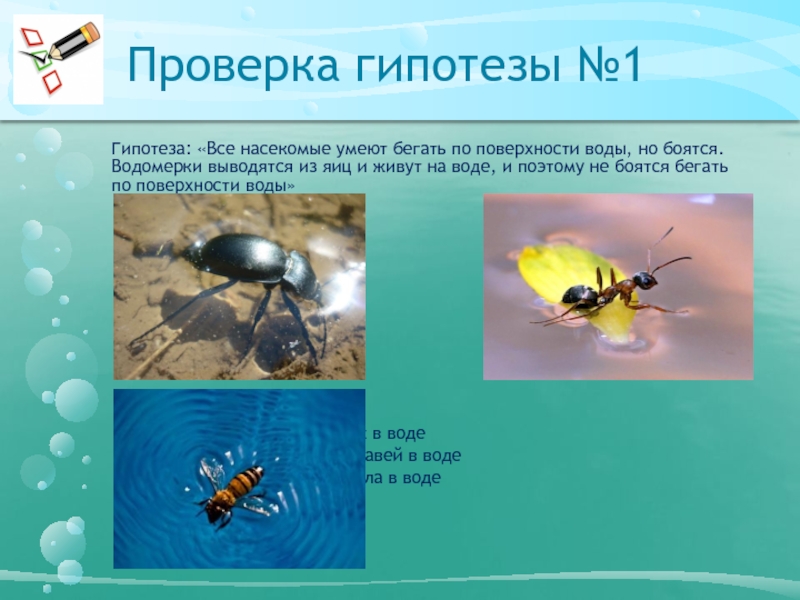 Проверка гипотезы №1 Гипотеза: «Все насекомые умеют бегать по поверхности воды, но боятся. Водомерки выводятся из яиц